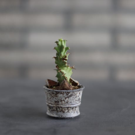 Euphorbia tortirama  × takero pot (2号) no.907-53