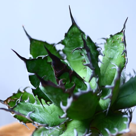 アガベ ホリダ    Agave horrida     no.1025-8