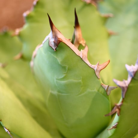 Agave titanota Sierra Mixteca　no.31054