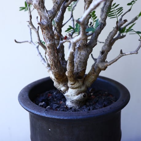 センナ メリディオナリス   Senna meridionalis  no.60223