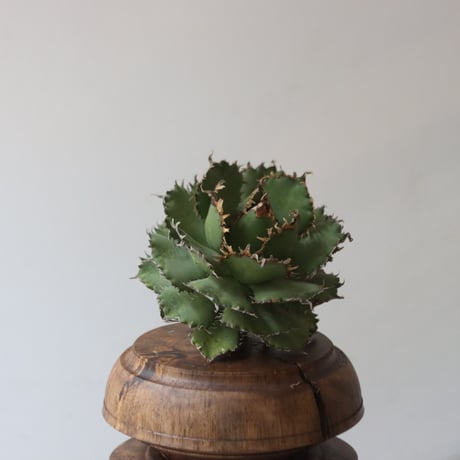 U.S. filigree (Agave titanota filigree) / Style of Chika　no.1227-39