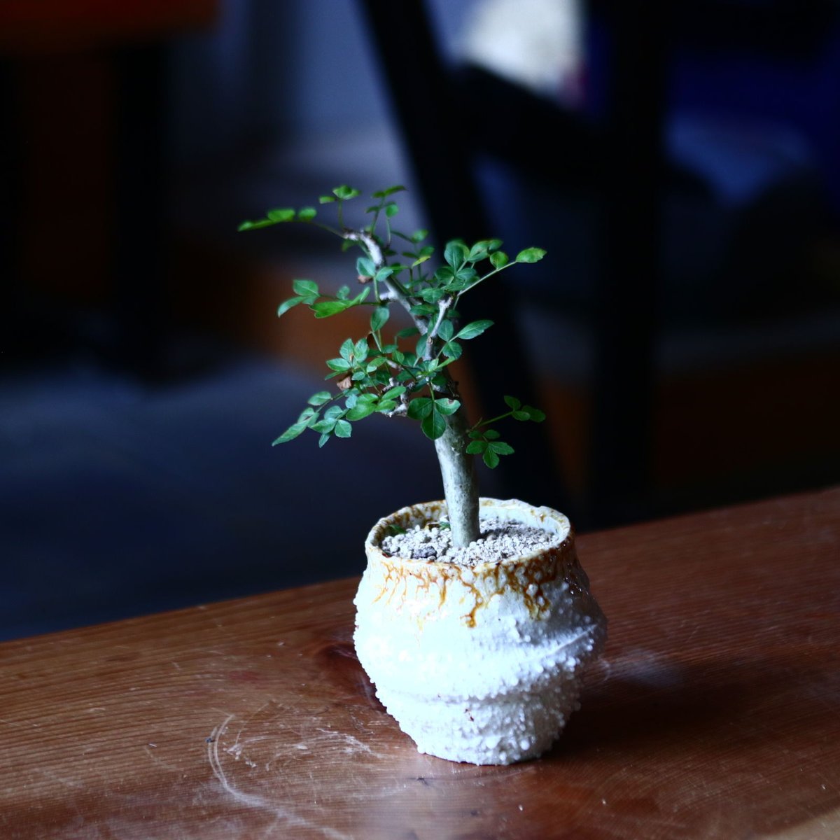 ブルセラ ファガロイデス Bursera fagaroides no.81644 | 芽の巣山 ブルセラ ファガロイデス Bursera fagaroides no.81644 | 芽の巣山