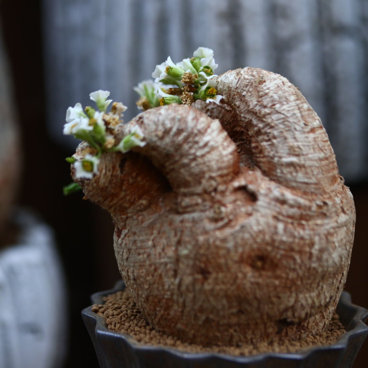 ユーフォルビア プリムリフォリア　発根済み ユーフォルビア プリムリフォリア / Euphorbia primulifolia