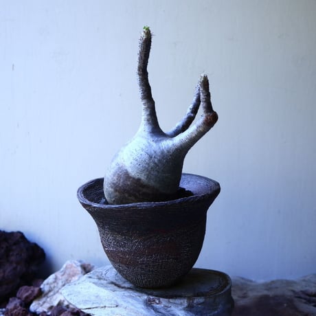 パキポディウム グラキリス Pachypodium rosulatum var. gracilius no.52604