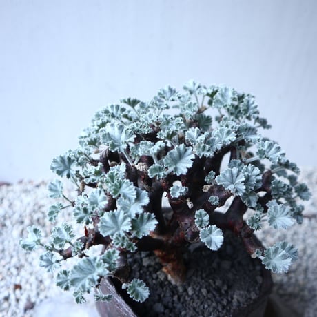 ペラルゴニム    ミラビレ　Pelargonium mirabile  　no.122201