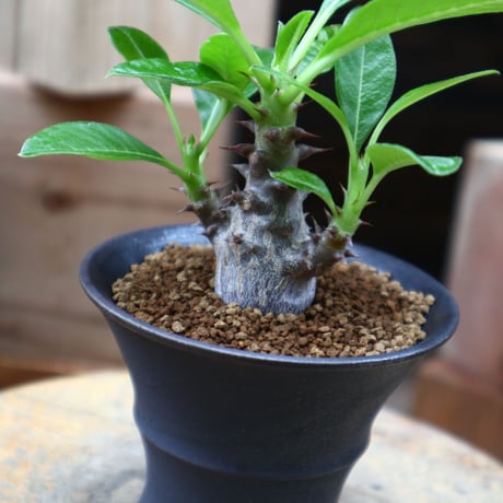 パキポディウム ウィンゾリー実生／Pachypodium baronii var. windsorii    no.82842