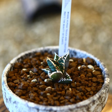 YAMABACHI ver. takero pot × Agave Titanota Red Catweezle   no.102241