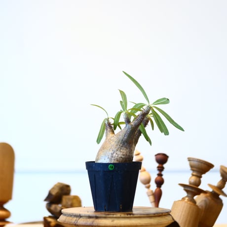 パキポディウム  グラキリス / Pachypodium  gracilius   no.52816