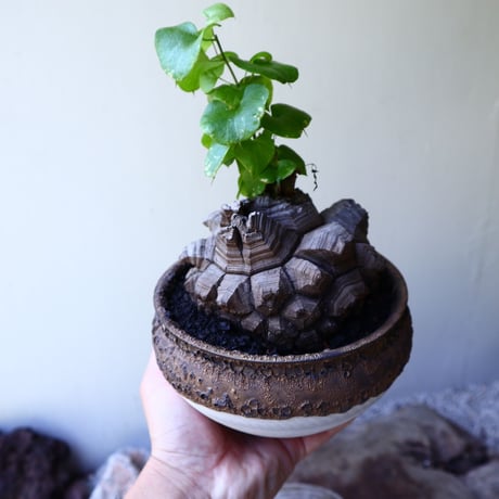 ディオスコレア   亀甲竜    Dioscorea elephantipe     no.60232