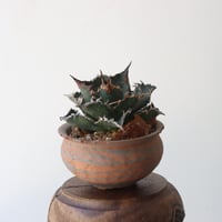 U.S. solareclipse (Agave titanota solareclipse) / Style of Chika × NOH　no.1227-56