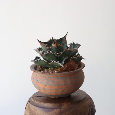 CATEGORY Style of Chika | 芽の巣山 CATEGORY Style of Chika | 芽の巣山