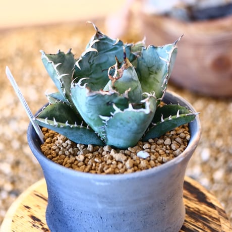 【9/9入荷未発根未活着ベアルート植込み】 Agave titanota White Whale    no.91774