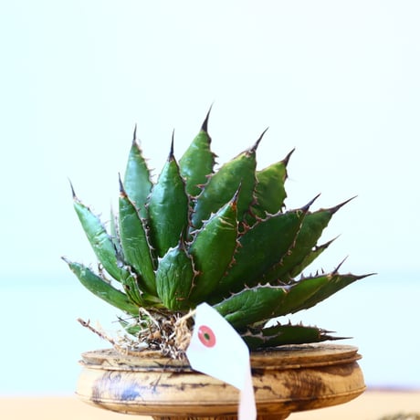 Agave horrida / Style of Chika   no.1015/69