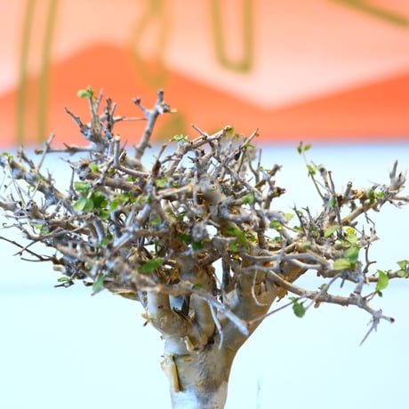 Commiphora wightii × soso   no.100854