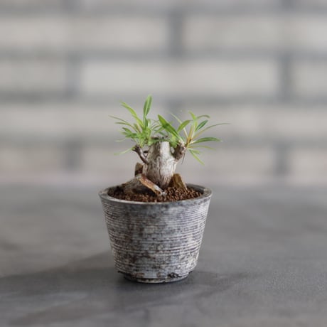 Fouquieria purpusii × takero pot (2号)  no.823-28