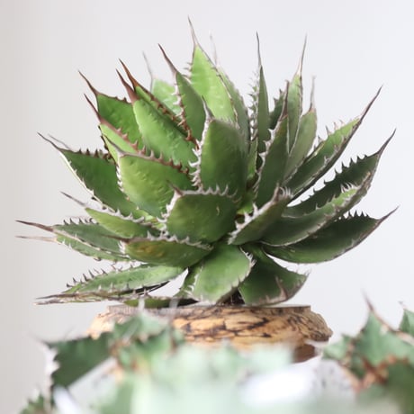 Agave horrida / Style of Chika　no.42178