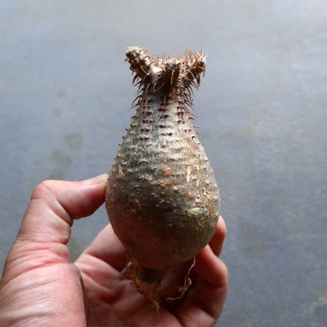 パキポディウム グラキリス 抜苗  Pachypodium rosulatum var. gracilius no.92927