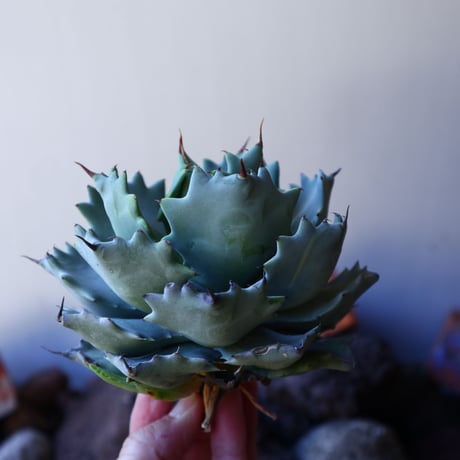 アガベ イシスメンシス   Agave Isthmensis   no.30835