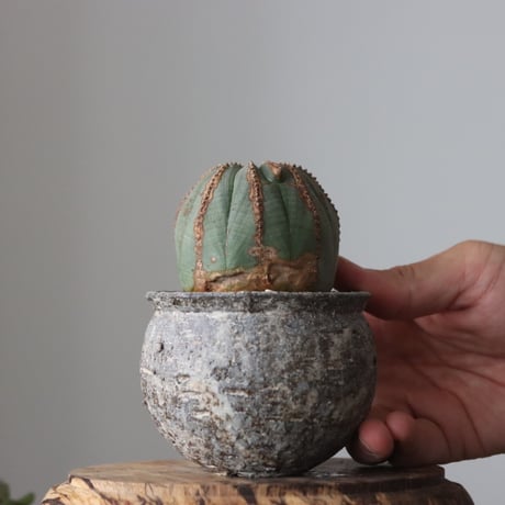 Euphorbia obesa  × たけろうポット  no.61605