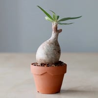 N/OH［澪標-芽の巣山別注］山ノ月ブラック　Mサイズ N/OH【澪標-芽の巣山別注】山ノ月ブラック+ moon / S no.1204/149