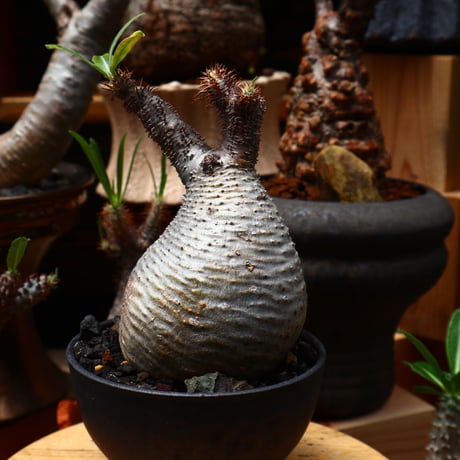 パキポディウム  グラキリス／Pachypodium  gracilius    no.71018