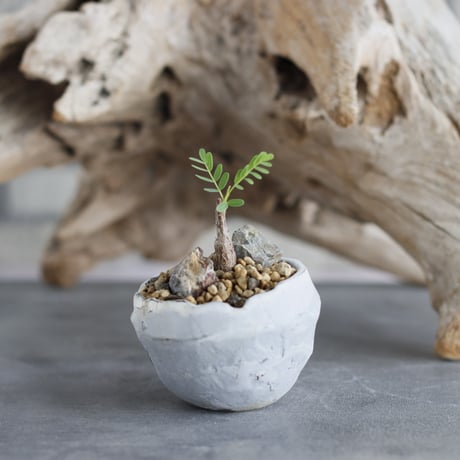 Senna meridionalis × takero pot (2.5号)  no.629-27