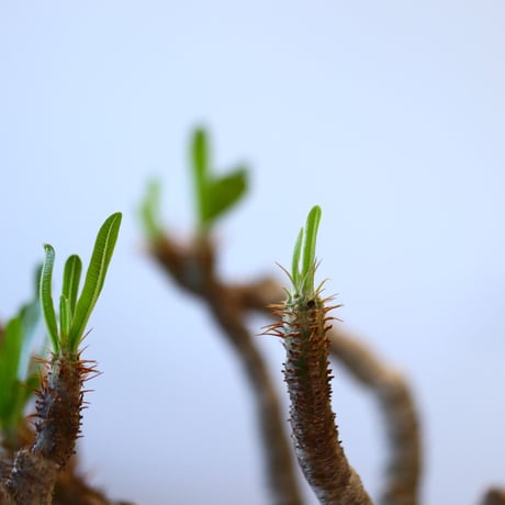 たけろうポット × Pachypodium  gracilius   no.72366