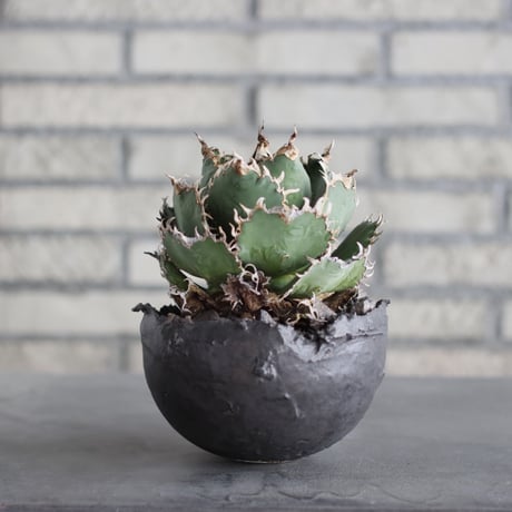 Agave titanota personal collection × takero pot (4.5号)  no.621/34