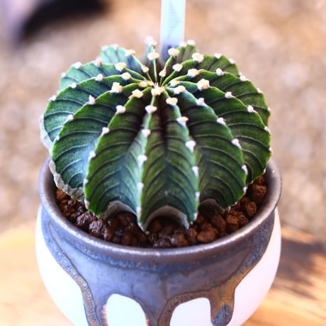 たけろうポット× Gymnocalycium friedrichii    no.102203