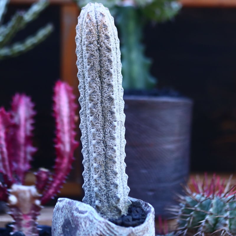 ユーフォルビア アブデルクリ 接おろし 自根 Euphorbia