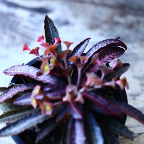 ユーフォルビア  フランコイシー   Euphorbia francoisii   no.110810