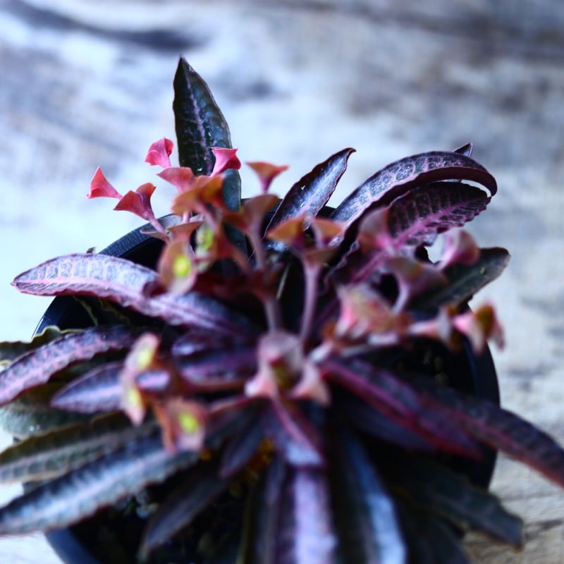 ユーフォルビア フランコイシー Euphorbia francoisii no.11