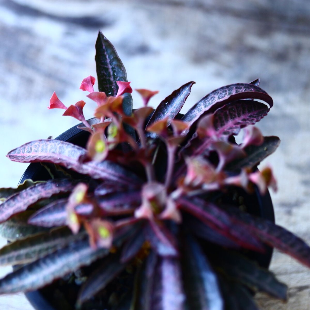 ユーフォルビア フランコイシー Euphorbia francoisii no.11