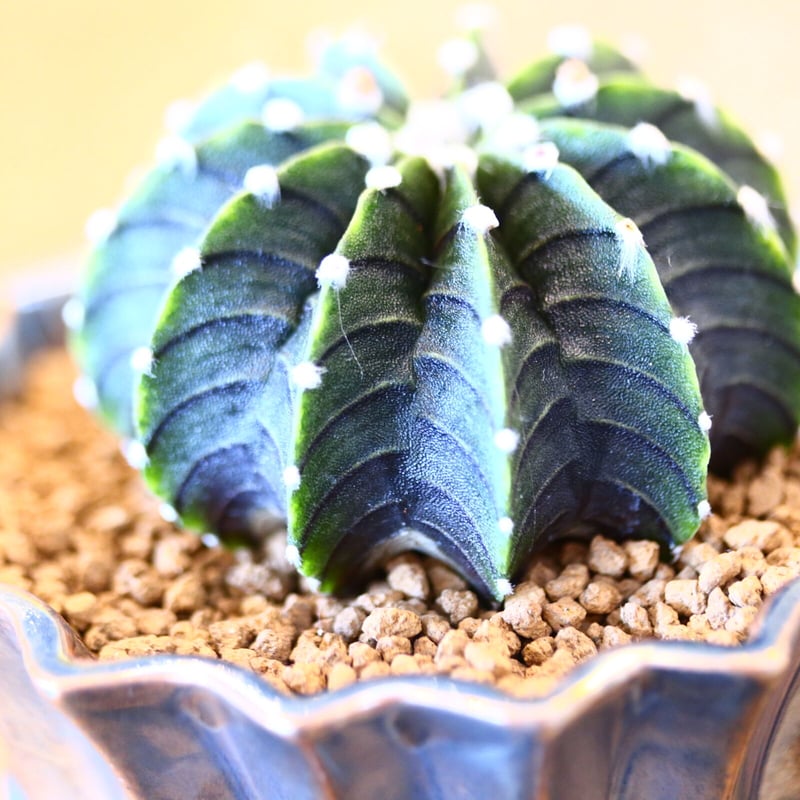 ギムノカリキウム フィードリッフィーLB2178 / Gymnocalycium