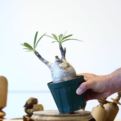 パキポディウム  グラキリス / Pachypodium  gracilius   no.52807