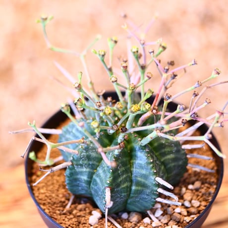 ユーフォルビア  バリダ♂ / Euphorbia valida    no.51457