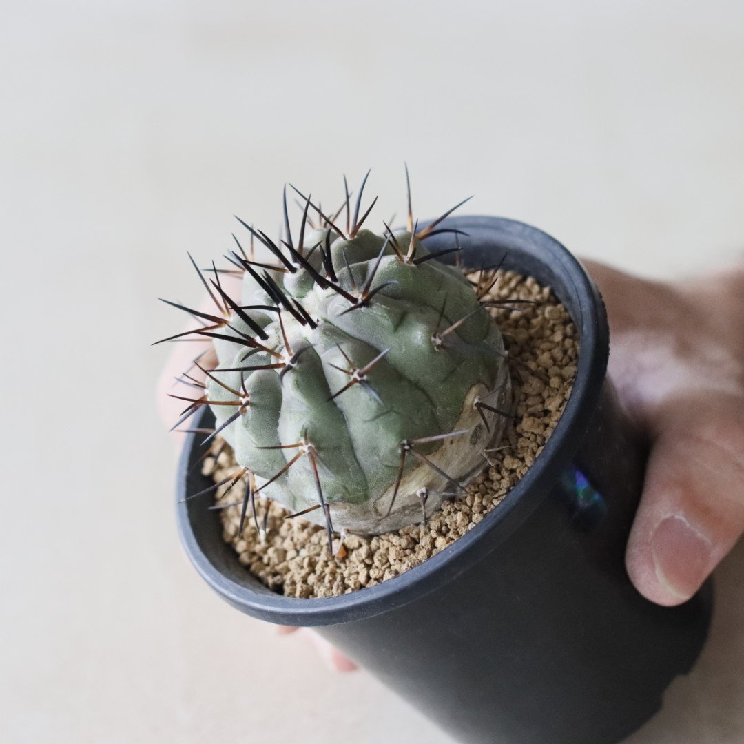 Copiapoa cinerea / 黒王丸 (3号鉢) no.913/41 | 芽の巣山