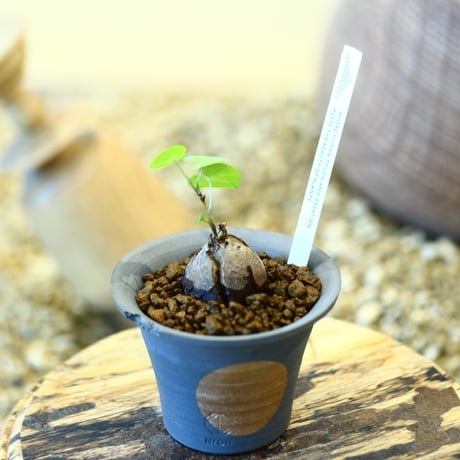 その他 OZWRT Dioscorea Elephantipes Monoclonius Dioscorea Elephantipes – Neraw