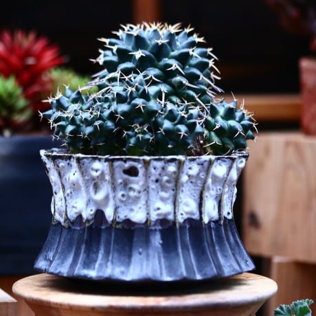 マミラリア マグニママ／Mammillaria magnimamma    no.21330