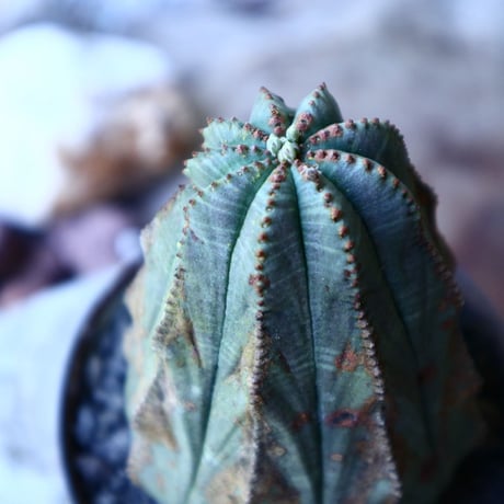 ユーフォルビア  オベサ 　 Euphorbia obesa　no.52620