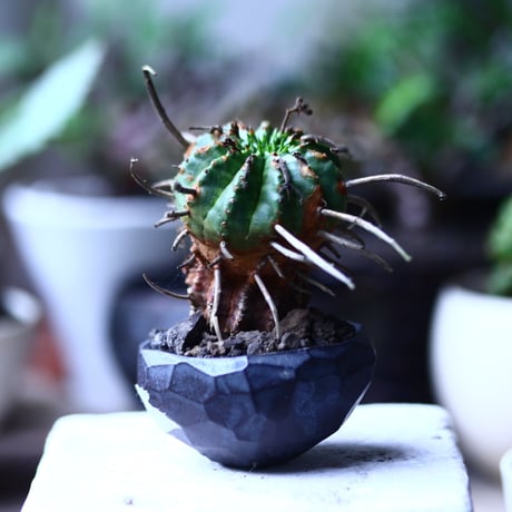ユーフォルビア  バリダ    Euphorbia valida     no.71922