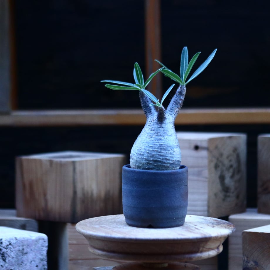 617cf862ac366128cdd2ab6b