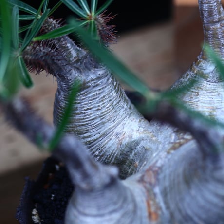パキポディウム  グラキリス 多頭／Pachypodium  gracilius       no.82938