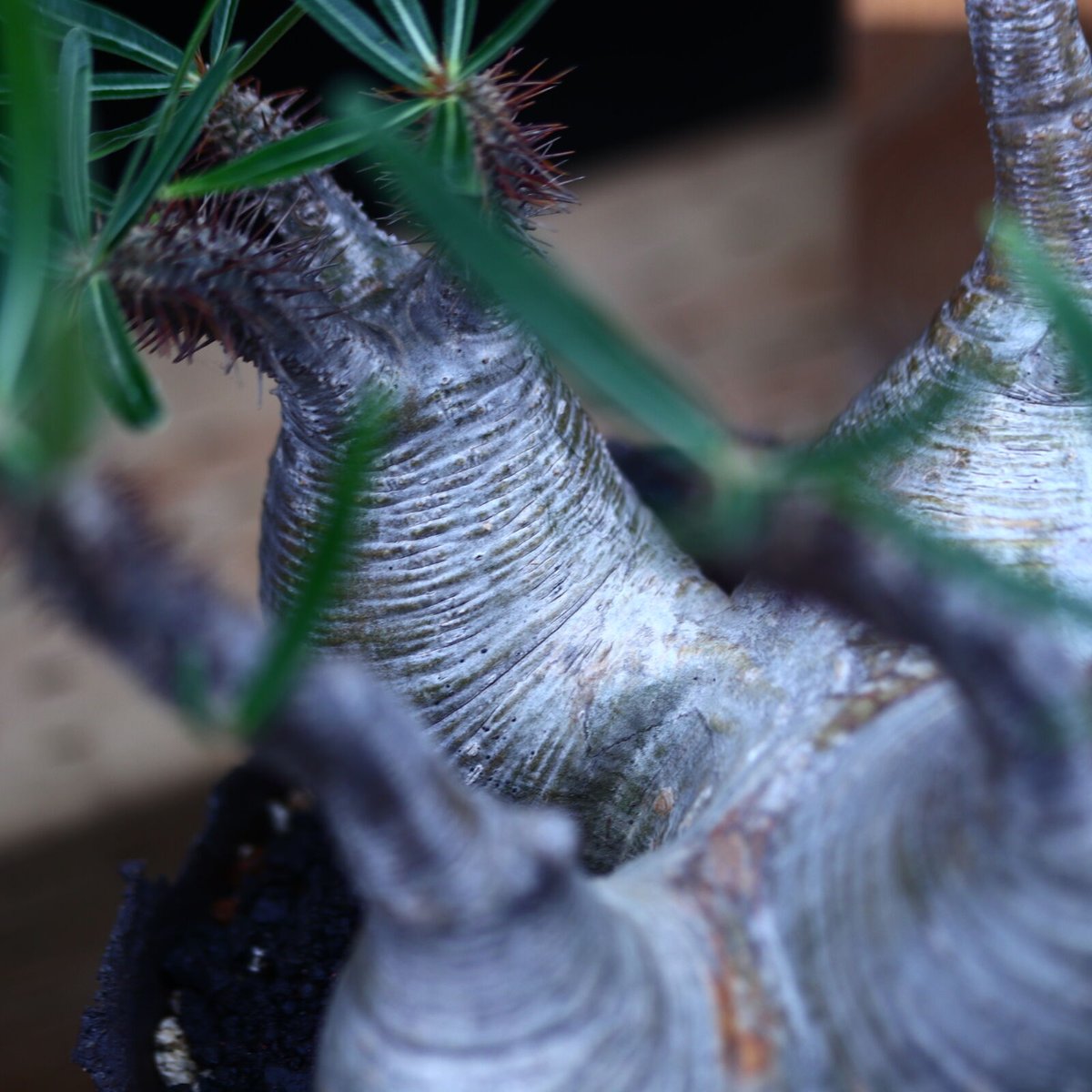 大株 パキポディウム グラキリス 多頭 扁平 パキポディウム グラキリス 多頭特大株 | R_Plants.ONLINE