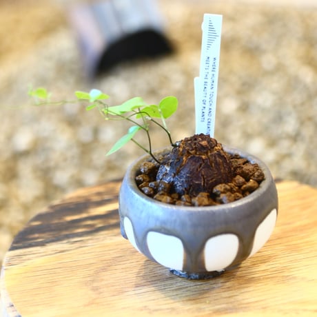 たけろうポット × Dioscorea elephantipe    no.102219
