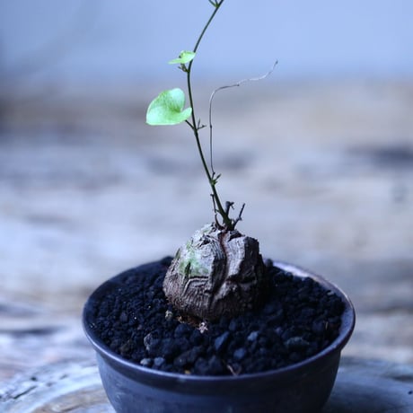 ディオスコレア   亀甲竜    Dioscorea elephantipe     no.101809