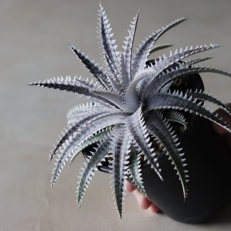 Dyckia 'Bakers Domain' x 'Super Arizona' Shidoku_Plants Hybrid / (3.5号鉢)  no.913/59