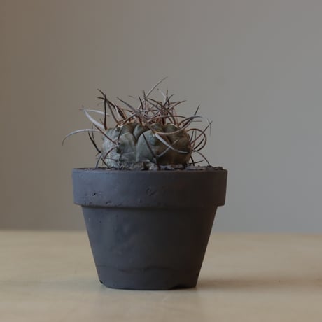 Gymnocalycium mazanense (守金魔天竜)× YAMABACHI ver. takero pot(3号鉢)   no.412-18