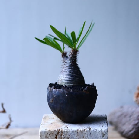 パキポディウム グラキリス   Pachypodium rosulatum var. gracilius no.92737-5
