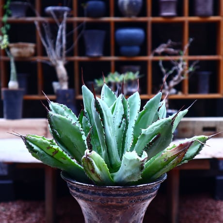 アガベ   キュービック／Agave potatorum f.monstrosa 'cubic'    no50210